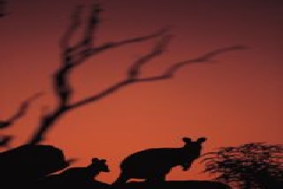 Abends sehen Sie viele Tiere..-SA Kangaroo Abend.jpg